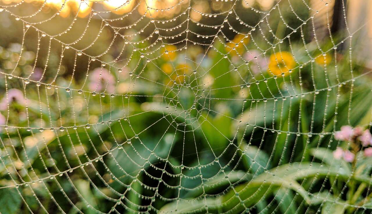 Photographie Macro : questions Fréquemment Posées et Réponses Essentielles