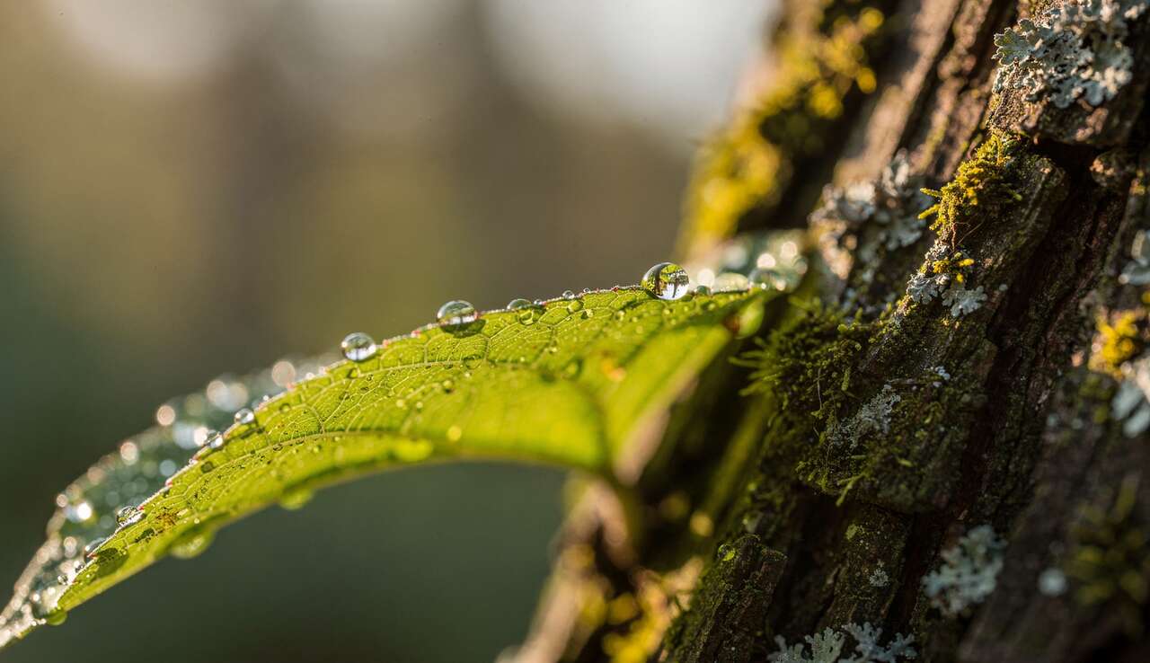 S'&eacute;quiper pour la macrophotographie cr&eacute;ative