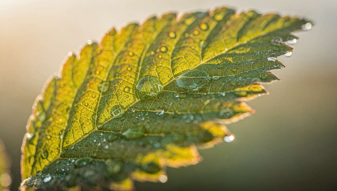 3 difficultés en macrophotographie et comment les surmonter