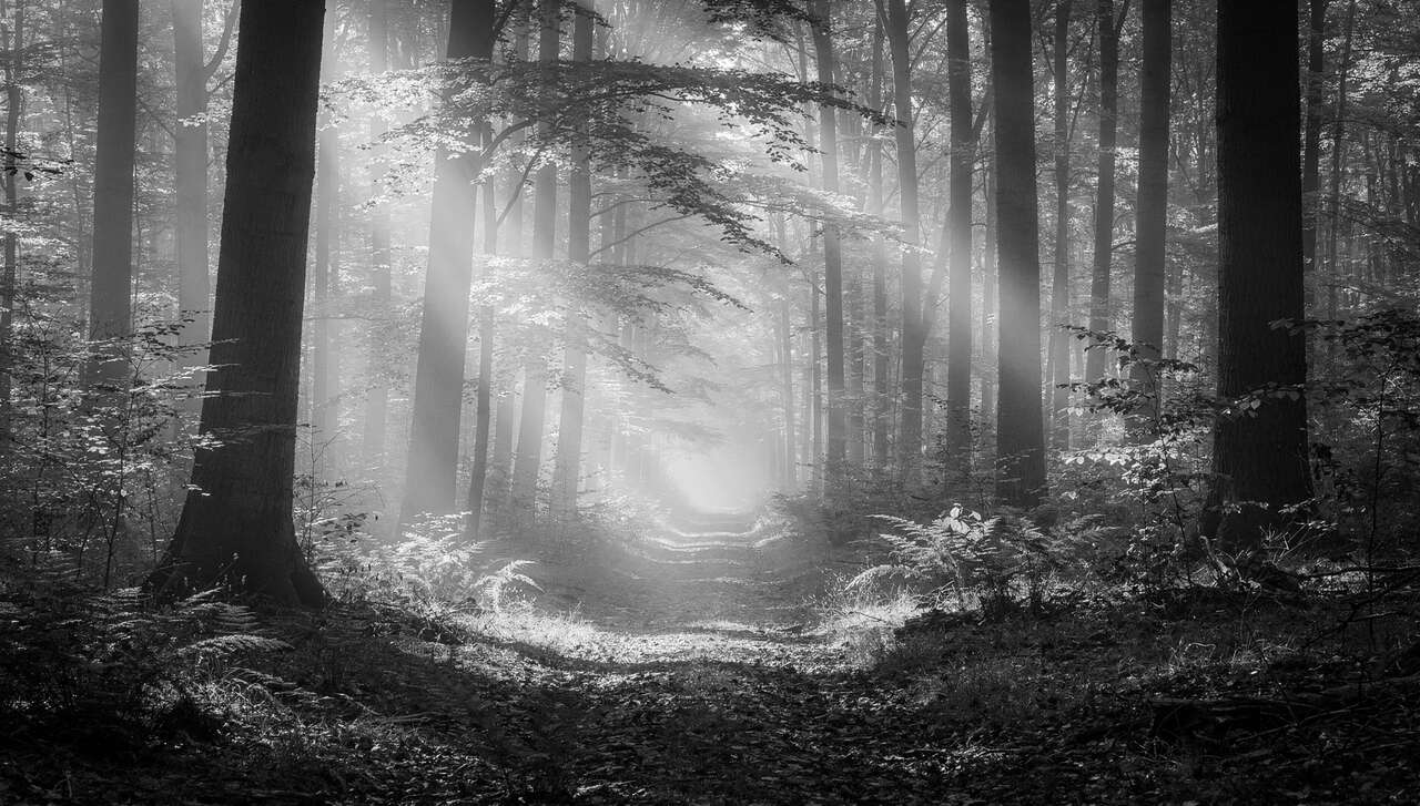 Sujets parfaits pour la photographie noir et blanc