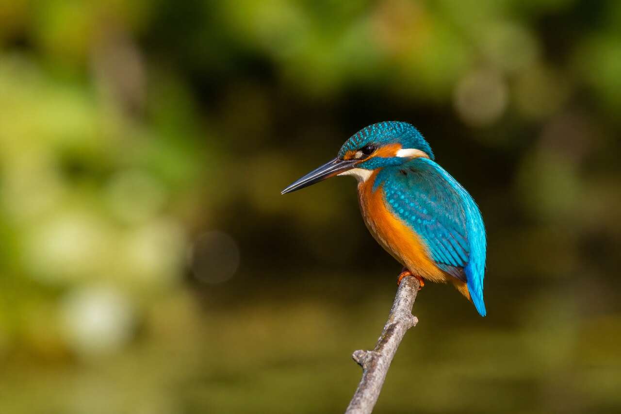 Comprendre la perception figure-fond en photographie