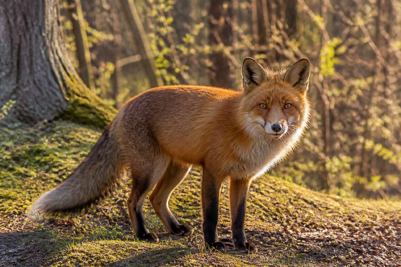 Exploiter la lumière naturelle pour des clichés réussis Exploiter la lumière naturelle pour des clichés réussis