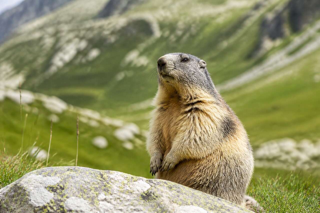 Filmer et photographier les marmottes : astuces et conseils