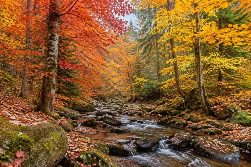 Photographier les jolies couleurs de l'automne : Conseils pratiques