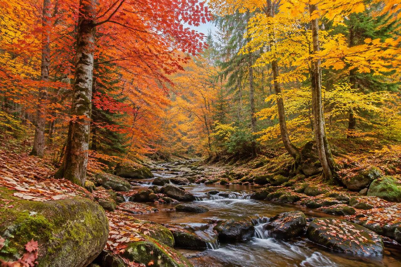 Photographier les jolies couleurs de l'automne : Conseils pratiques